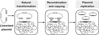 CopySwitch—in vivo Optimization of Gene Copy Numbers for Heterologous Gene Expression in Bacillus subtilis